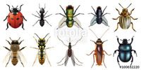 AERO INSECT AERO INSECT